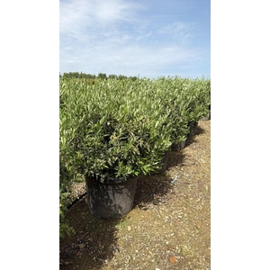 OLEA EUROPAEA