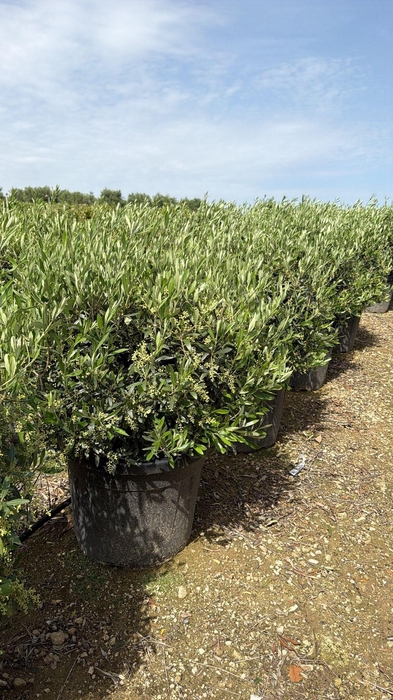 <h4>OLEA EUROPAEA</h4>