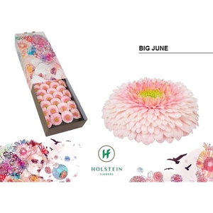 Ge Gr Pomponi Big June Box