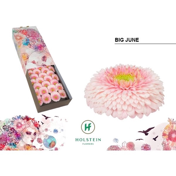 <h4>Ge Gr Pomponi Big June Box</h4>