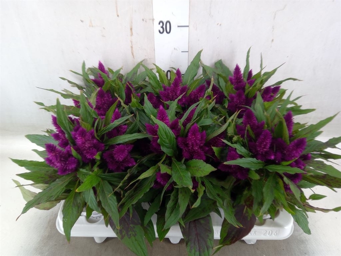 <h4>Celosia arg. SP 'Intenz Dk Purple'</h4>
