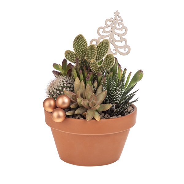 <h4>COMPOSITION CACTUS AND SUCCULENTS IN TERRACOTTA BOWL Ø 13 PICK AND CHRISTMAS DECORATION-CARD BOX 13X13CM</h4>