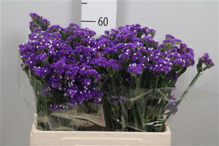 <h4>Lim S Cryst Dark Blue</h4>