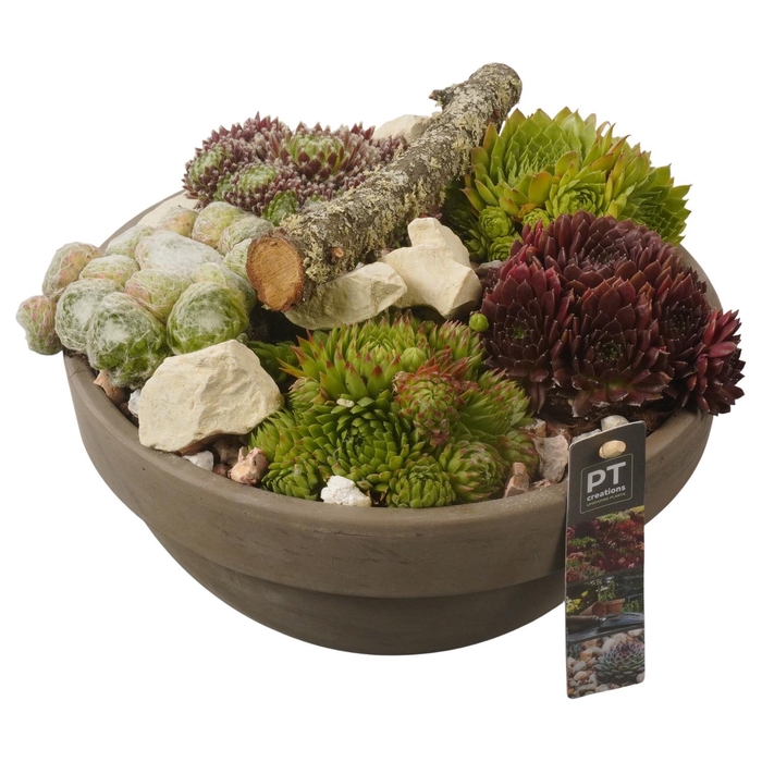 <h4>PTS7412 Arrangement Sempervivum in terracotta schaal</h4>
