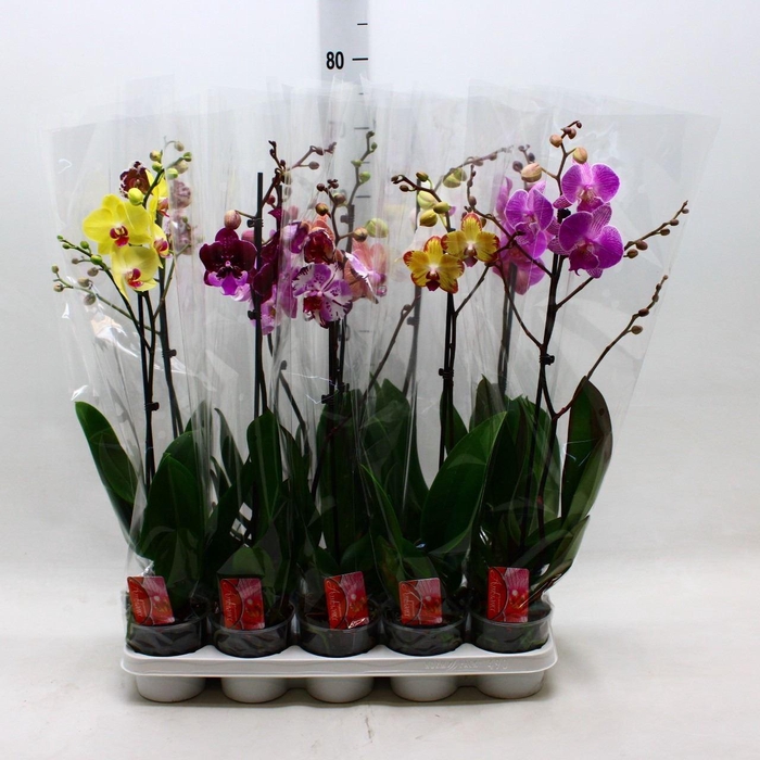 <h4>Phalaenopsis ...mix</h4>