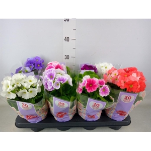 Primula obcon. 'Touch Me'   ...mix