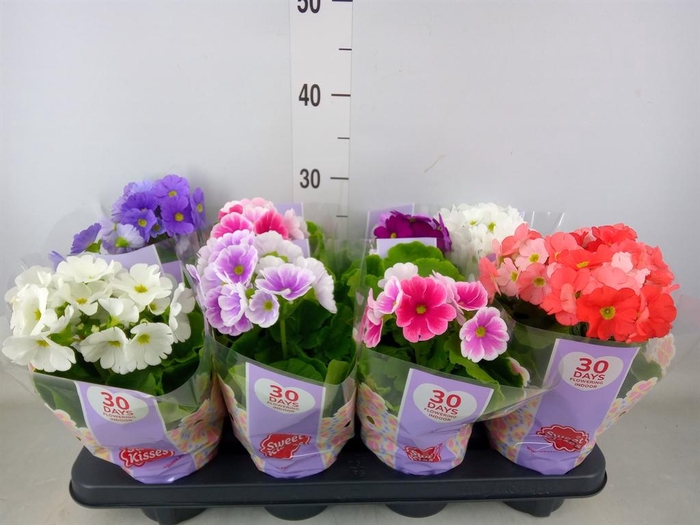 <h4>Primula obcon. 'Touch Me'   ...mix</h4>