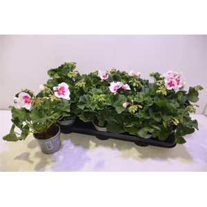 arr8 Pel Zon Pec Tango Wh