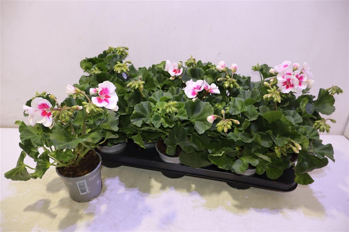 <h4>arr8 Pel Zon Pec Tango Wh</h4>