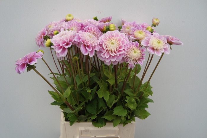 <h4>DAHL DEC SWEET LOVE</h4>