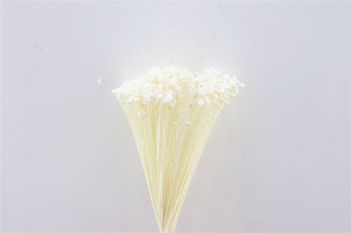 <h4>Dried Glixia Bleached Bunch</h4>