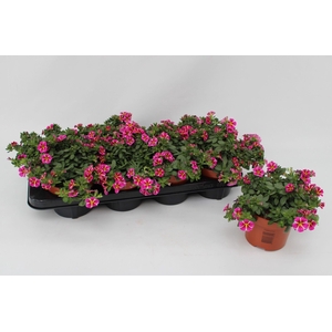 Calibrachoa Rave Pink Striped 13cm