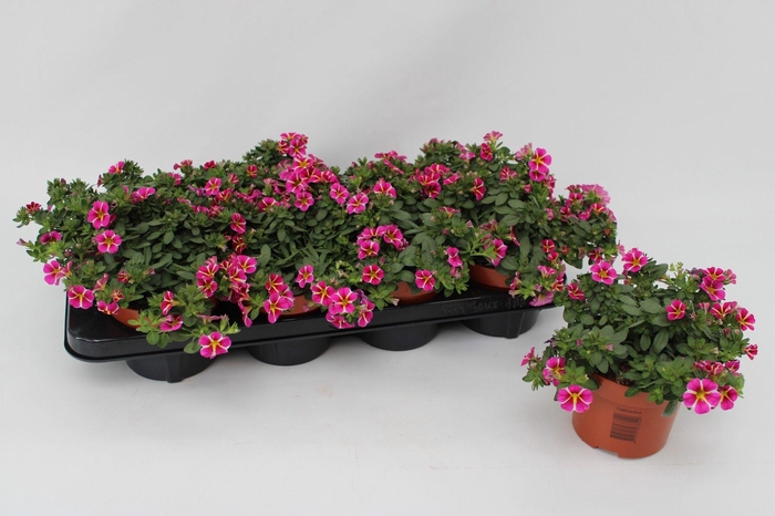 <h4>Calibrachoa Rave Pink Striped 13cm</h4>