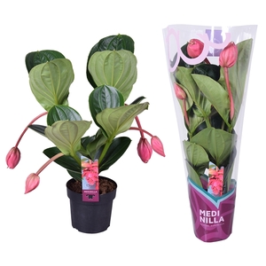Medinilla Magnifica Flamenco 2 etage 4 knop in exclusieve hoes