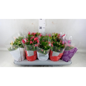 Schlumbergera  'Flame'   ...mix
