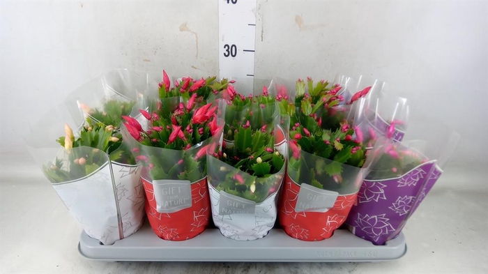 <h4>Schlumbergera  'Flame'   ...mix</h4>