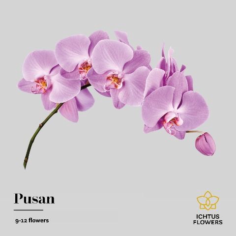 <h4>Phalaenopsis  'Ant Pusan'</h4>
