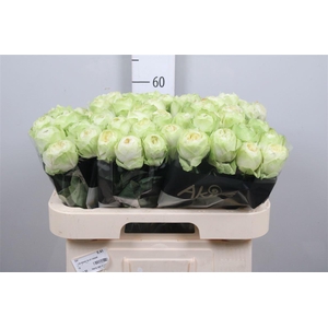 R Gr White Kahala-bb