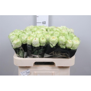 R Gr White Kahala-bb