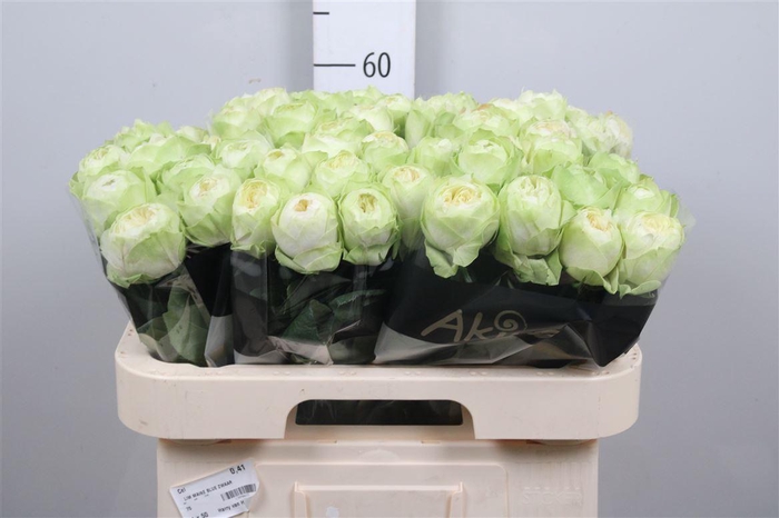 <h4>R Gr White Kahala-bb</h4>