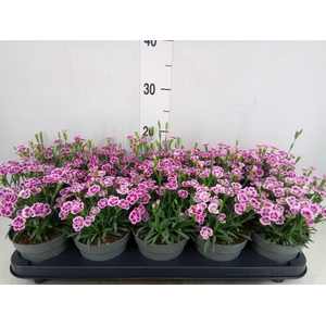 Dianthus  'Pink Kisses'