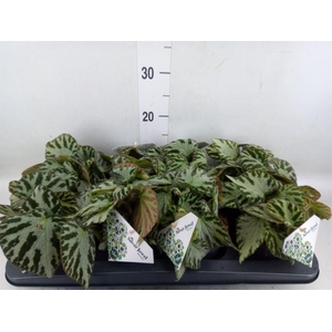 Begonia BD 'Silver Jewell'