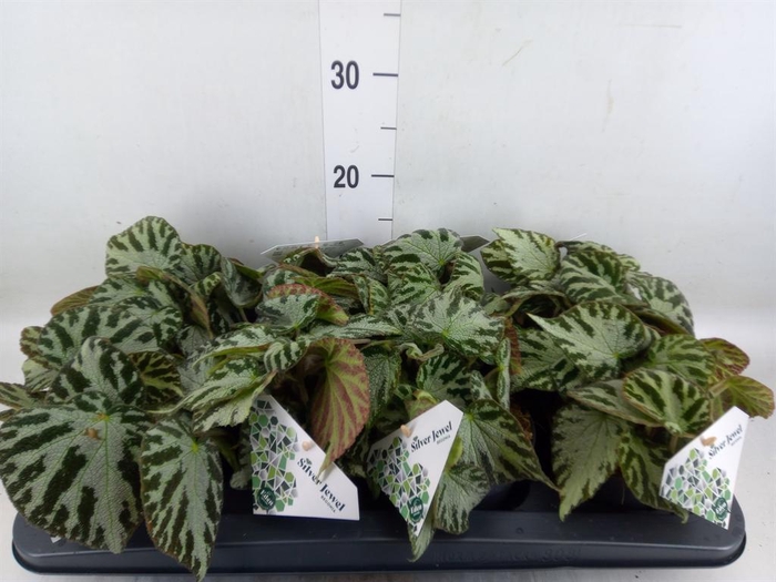 <h4>Begonia BD 'Silver Jewell'</h4>