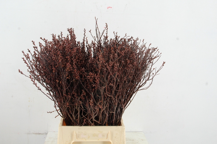 <h4>MYRICA GALE (GAGEL) SELECTED 050CM</h4>