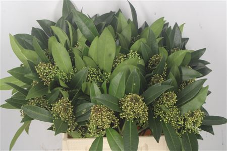 <h4>Skimmia Kew Green Bunch</h4>