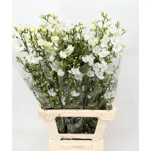 Delphinium Morpho Silky White