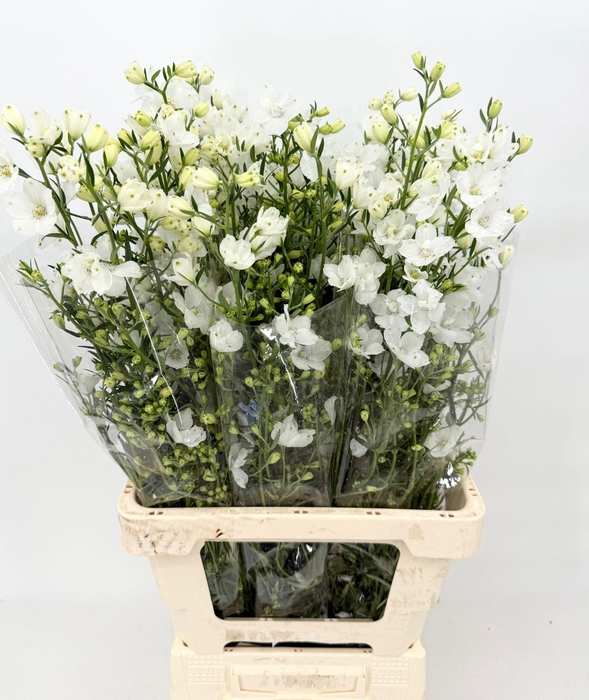 <h4>Delphinium Morpho Silky White</h4>