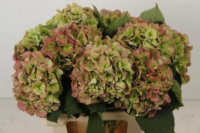 <h4>HYDR M CH VERENA CL</h4>