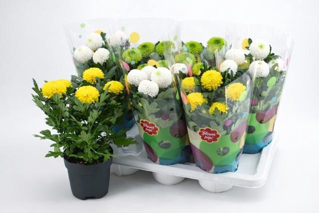 <h4>CHRYS FP GEM</h4>