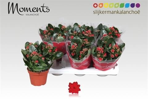 <h4>KALAN CALAN RED P15</h4>