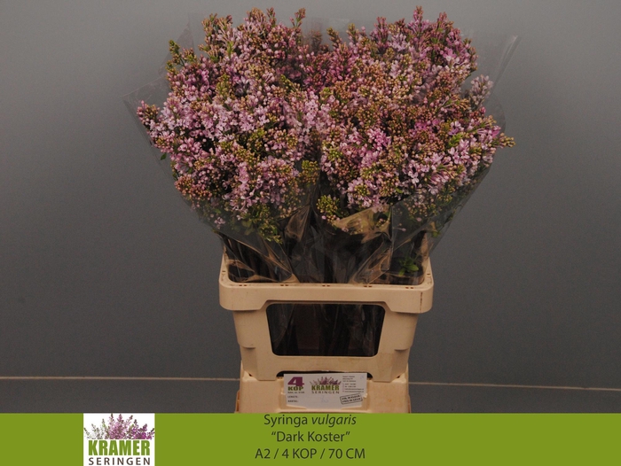 <h4>SYR V DARK KOSTER</h4>