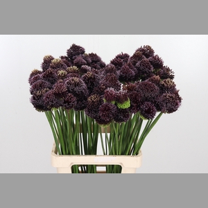 Allium Forelock
