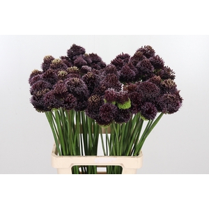 Allium Forelock