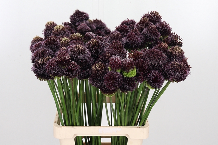 <h4>Allium Forelock</h4>