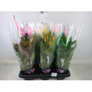 Spathiphyllum  'Bellini'