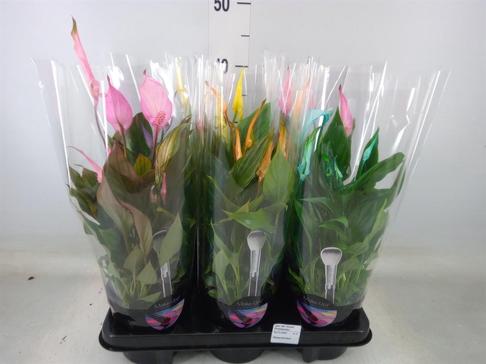 <h4>Spathiphyllum  'Bellini'</h4>