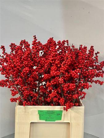 <h4>Ilex Ve Rode Bes</h4>