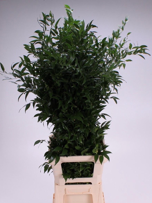 <h4>DANAE RACEMOSA PB 120gr</h4>