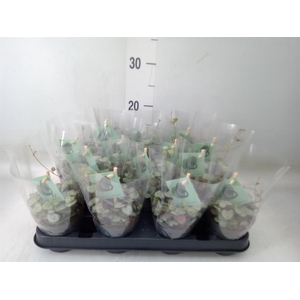 Ceropegia woodii ssp. woodii