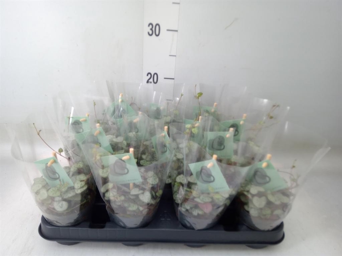 <h4>Ceropegia woodii ssp. woodii</h4>