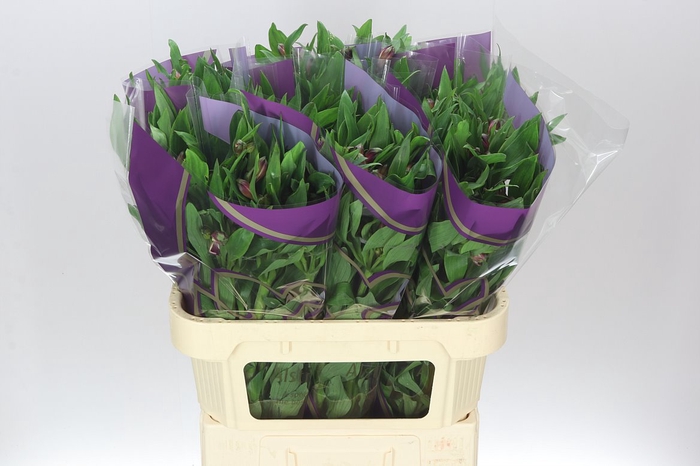 <h4>Alstro Carline Xl</h4>