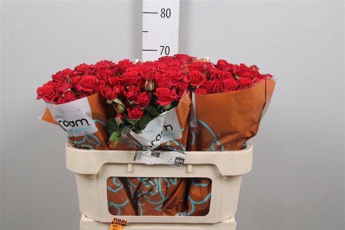 <h4>R Tr Mirabel</h4>