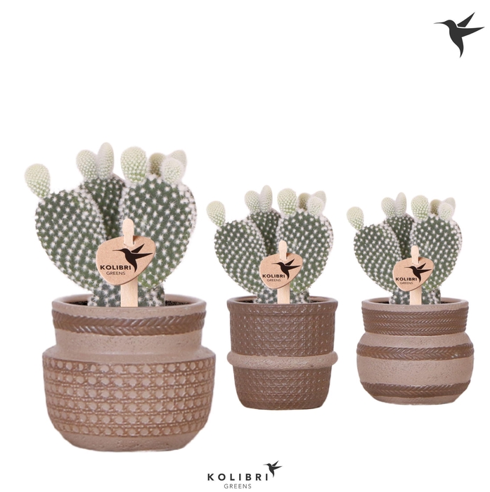 <h4>Kolibri Greens Opuntia white in Ethnic pot sand mix</h4>