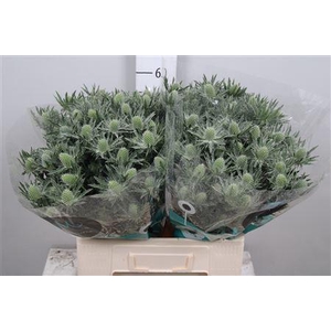 Eryngium  'Sirius Questar'