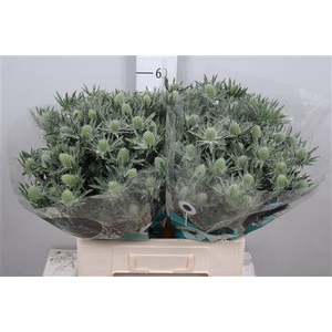 Eryngium  'Sirius Questar'