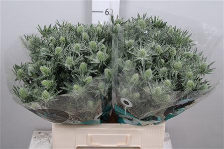 <h4>Eryngium  'Sirius Questar'</h4>